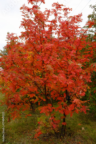 Rowan in the autumn in the park of the city of Omsk