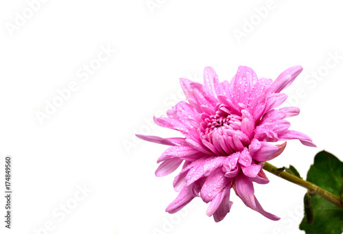 Fototapeta Naklejka Na Ścianę i Meble -  Chrysanthemum pink flower isolated on white background. Flat lay, top view