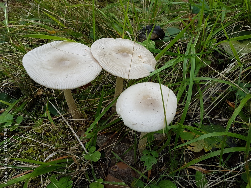 Champignons non comestible Champignons non comestible