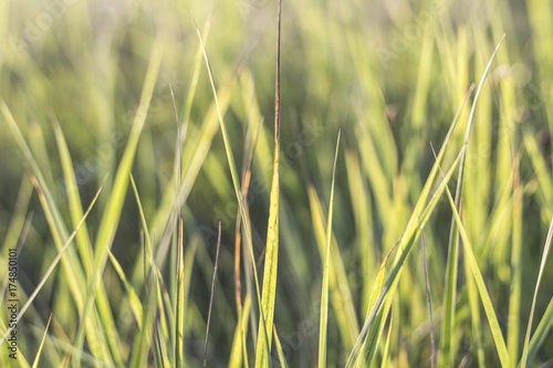 pale abstract grass background