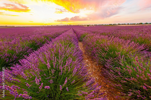 the harvest of lavender ripens on the setting sun. Between the fluffy rows  the ground is visible