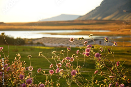 flowers at sunset in Iceland photo
