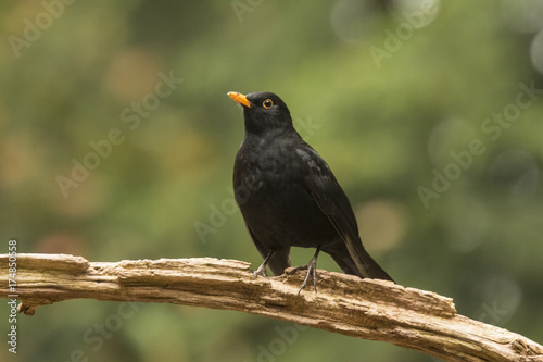 Blackbird © Gert Hilbink