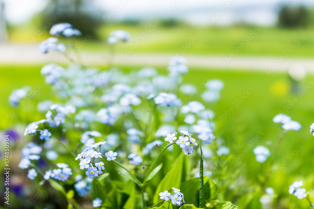 Tiny blue forget me not Myosotis flowers macro closeup in summer garden field Tiny blue forget me not Myosotis flowers macro closeup in summer garden field