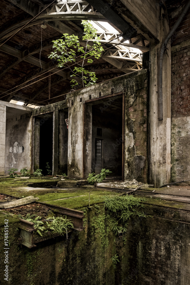 Ferns, moss and plants growing in abandoned factory
