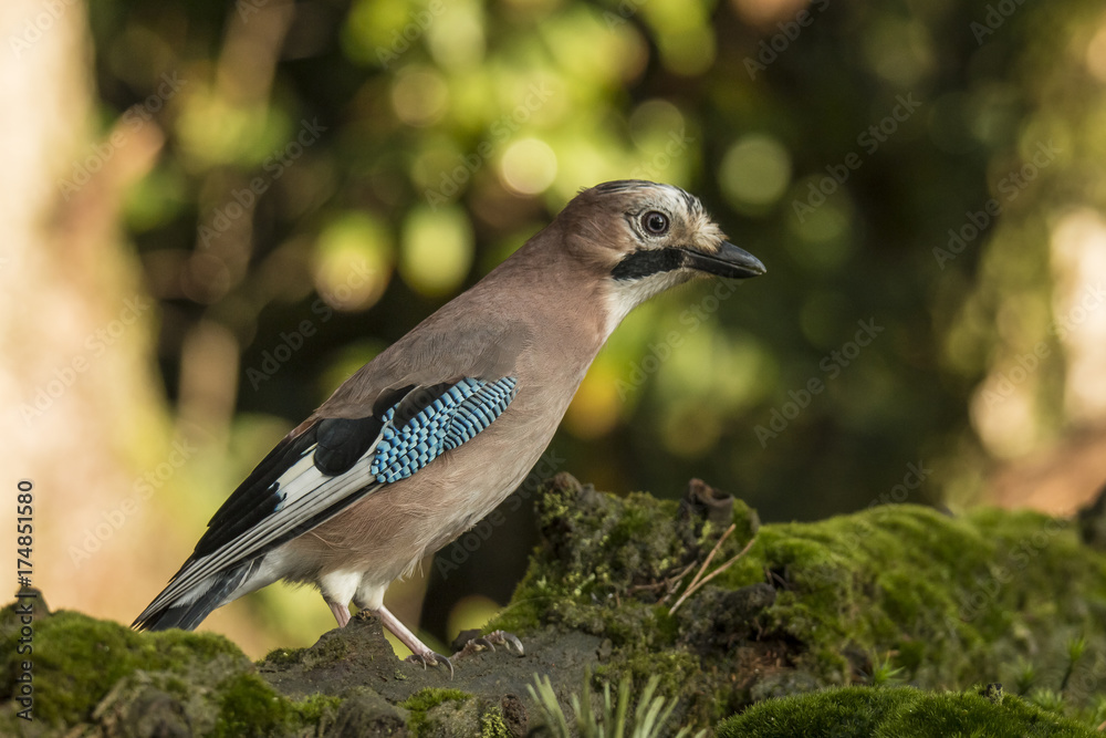 Jay Jay