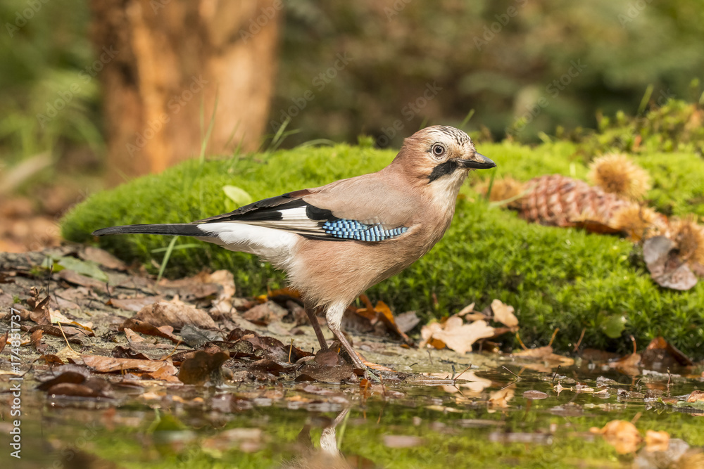 Jay Jay