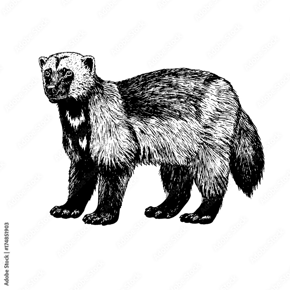 Obraz premium Hand drawn wolverine. Vector sketch.