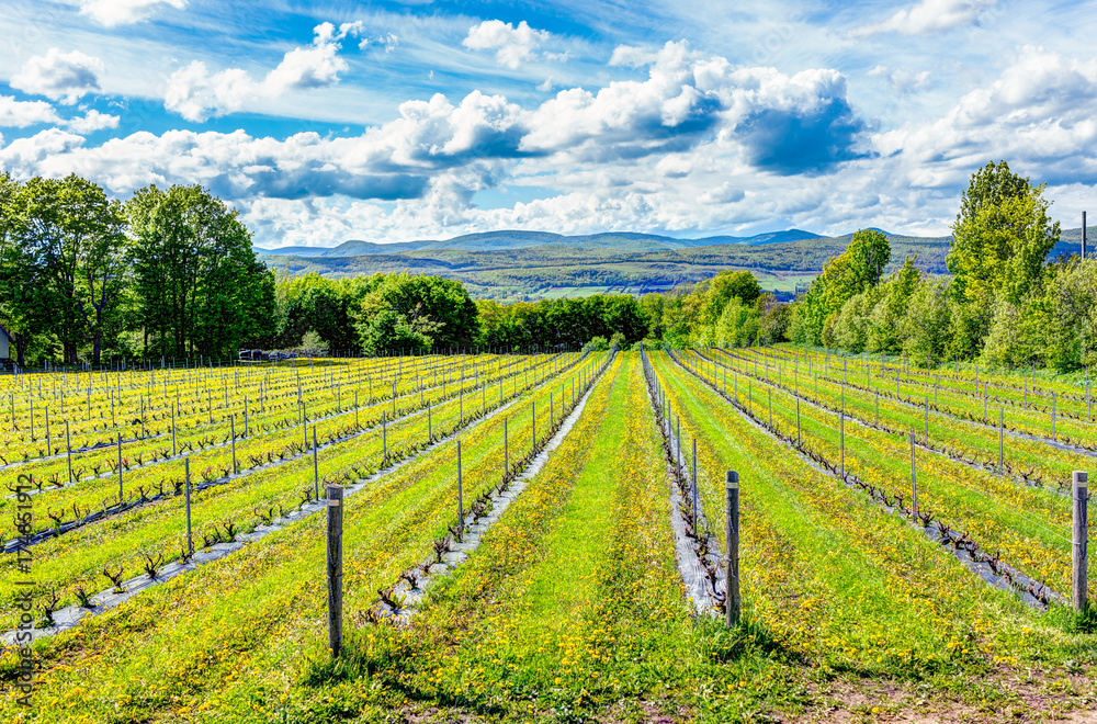 Vineyard rows during summer in Ile D'Orleans, Quebec, Canada with view of Saint Lawrence River