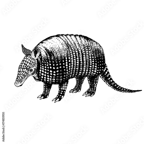 Hand drawn armadillo. Vector sketch.