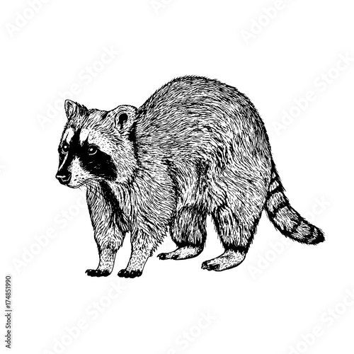 Hand drawn raccoon. Vector sketch.