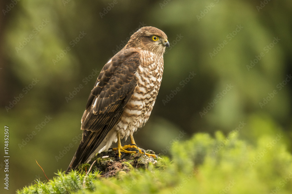 sparrowhawk sparrowhawk