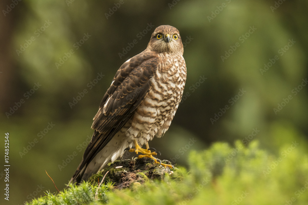 sparrowhawk sparrowhawk