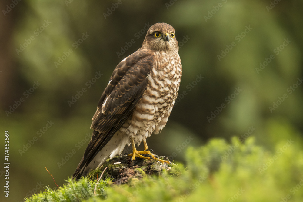 sparrowhawk sparrowhawk