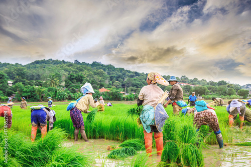 Asian farmer transplant rice seedlings in rice field. Farmer planting of the rice season, be prepared for planting.