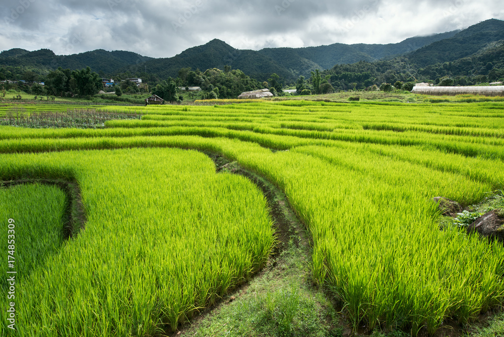 Green rice fields on terraced