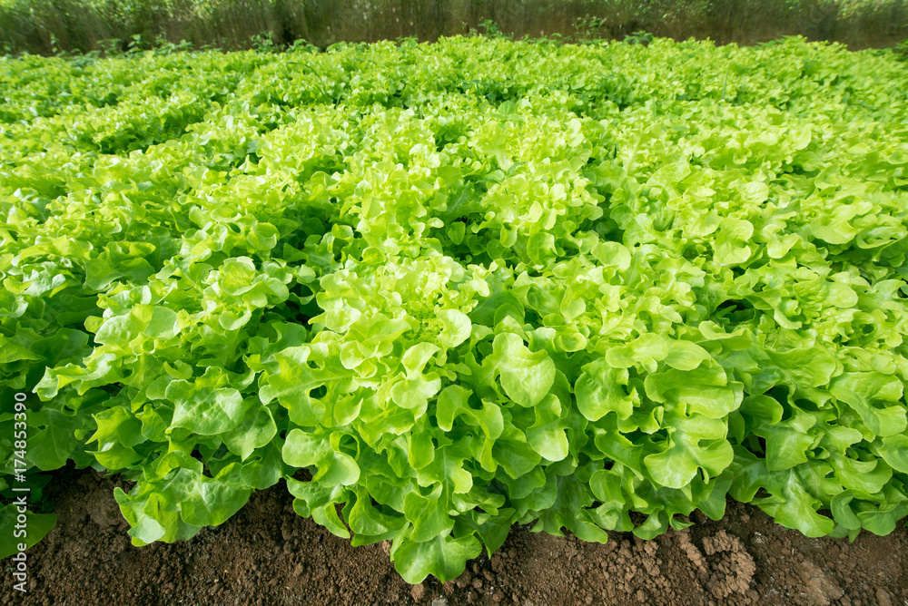Fresh green oak lettuce in vegetable garden Fresh green oak lettuce in vegetable garden