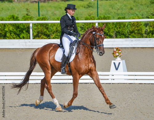 Young elegant rider woman and red horse, dressage test on equestrian competition. Advanced Dressage test. Horse with girl at dressage equestrian sports competitions. Details of equestrian equipment.