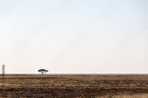 Etosha wilderness, Namibia, Africa
