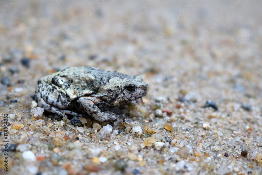Obraz premium Wild frog blend with the sand on the floor