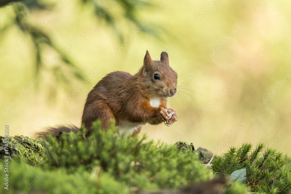 Fototapeta premium Squirrel