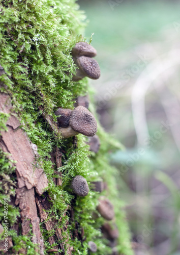 Tiny honey fungus family in green moss on the tree