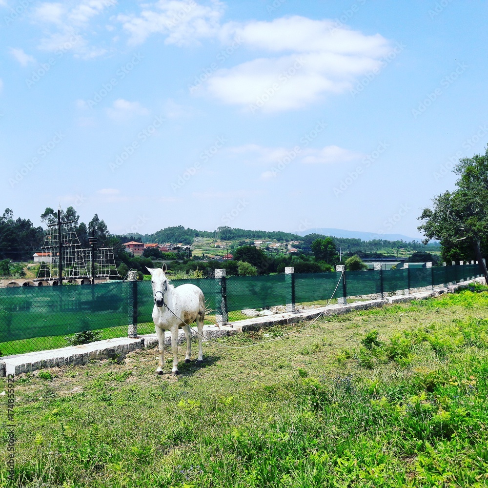 Obraz premium White horse in the countryside