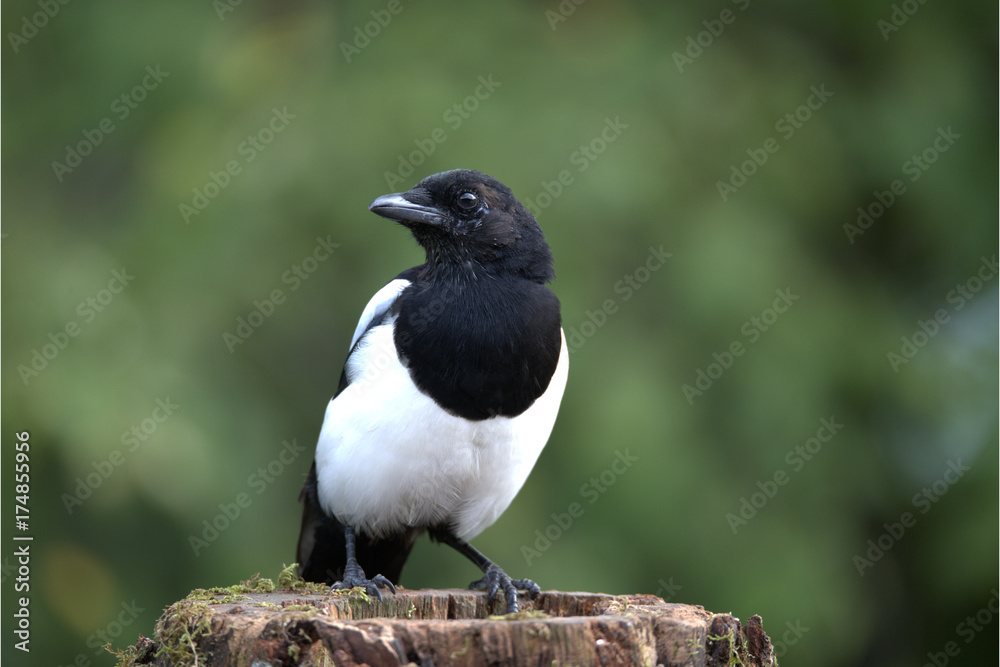 Elster auf Baumstam StockFoto Adobe Stock