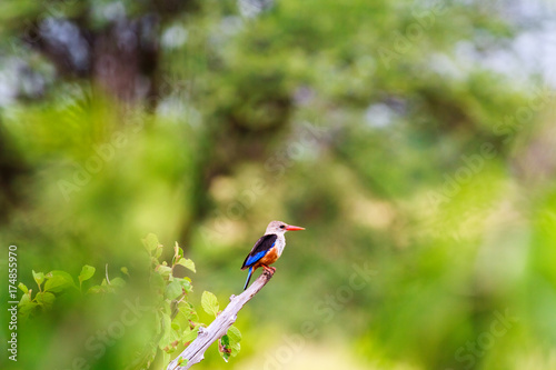Colorful small bird - kingfisher bird. Tarangire, Africa  © Victor
