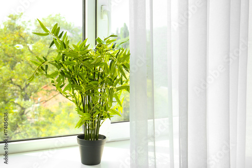 Green houseplant on window sill in flat