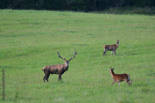forest stag in the pairing season rut