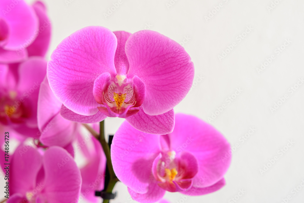 Blüte der Orchideen auf weiß Blüte der Orchideen auf weiß