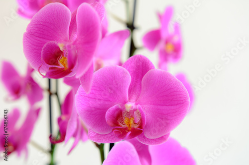 Orchideen auf wei  