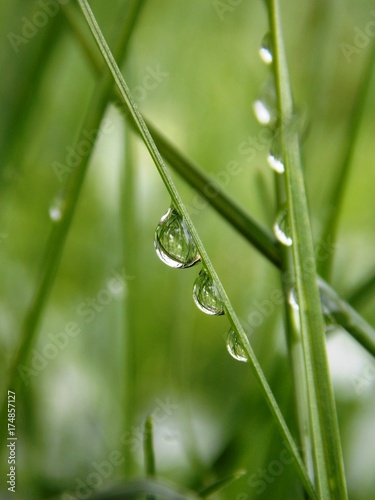 rain drops on the grass