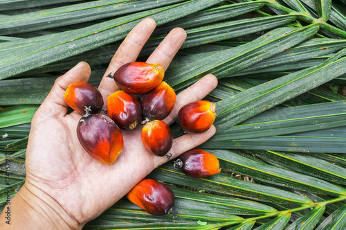 Palm oil seeds on male's hand with green leaf background. photo