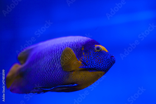 The marine life of the Indian Ocean. Colorful aquarium, showing  colorful fish swimming © elenakibrik