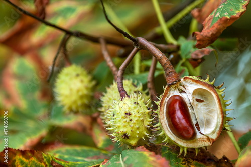 Simply autumn time with chestnut fruit, season, colors and background