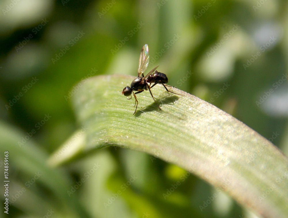 little fly on the grass little fly on the grass