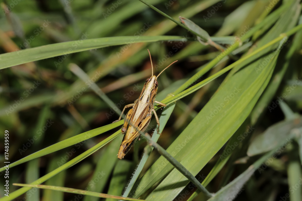 Nahaufnahme einer Feldheuschrecke, Grashüpfer Nahaufnahme einer Feldheuschrecke, Grashüpfer