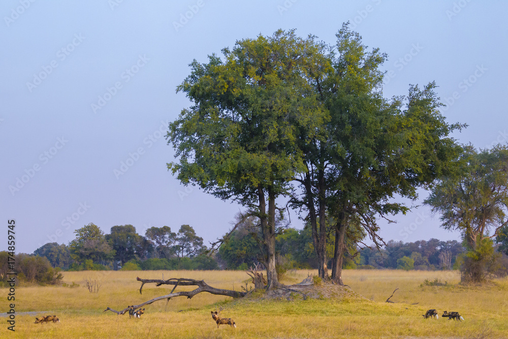 Obraz premium African wild dogs in the Okavango Delta, Botswana