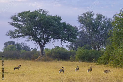 African wild dogs in the Okavango Delta, Botswana