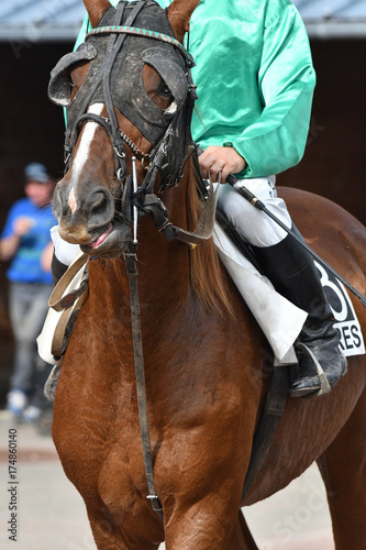 trot monté photo