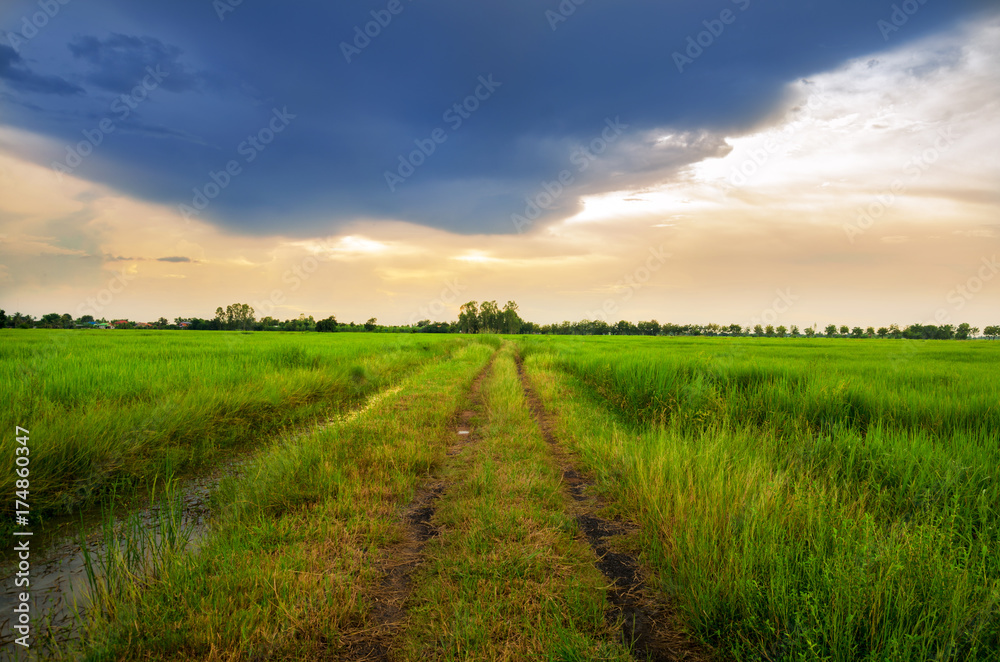 The road stretches through the green fields on on sunrise in thailand