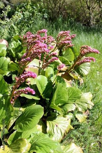 blühende Herzblatt Dickblatt Bergenie photo