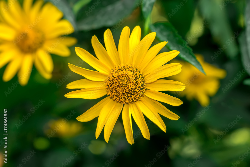 Yellow chamomile flower summer flowerbed Yellow chamomile flower summer flowerbed