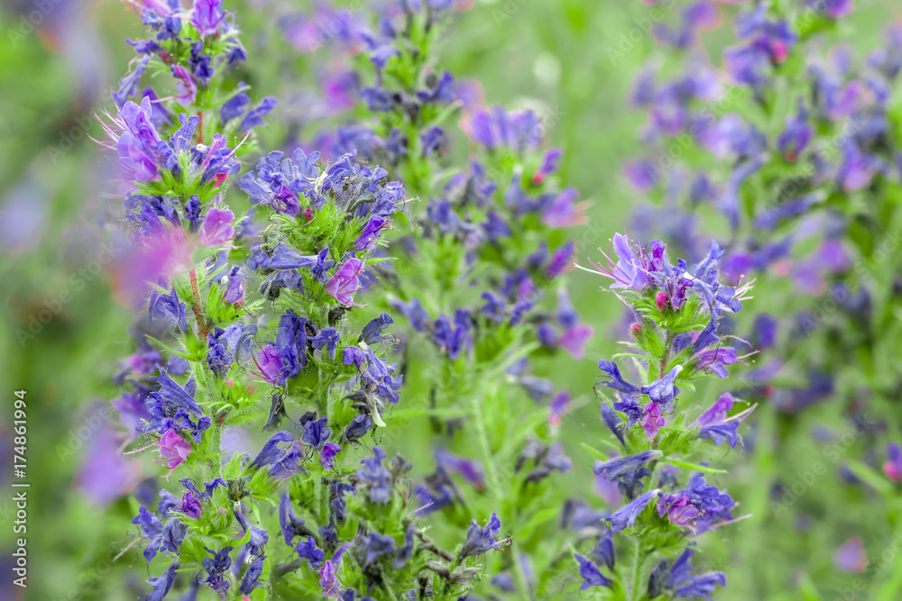 Fototapeta premium Purple wildflower summer field
