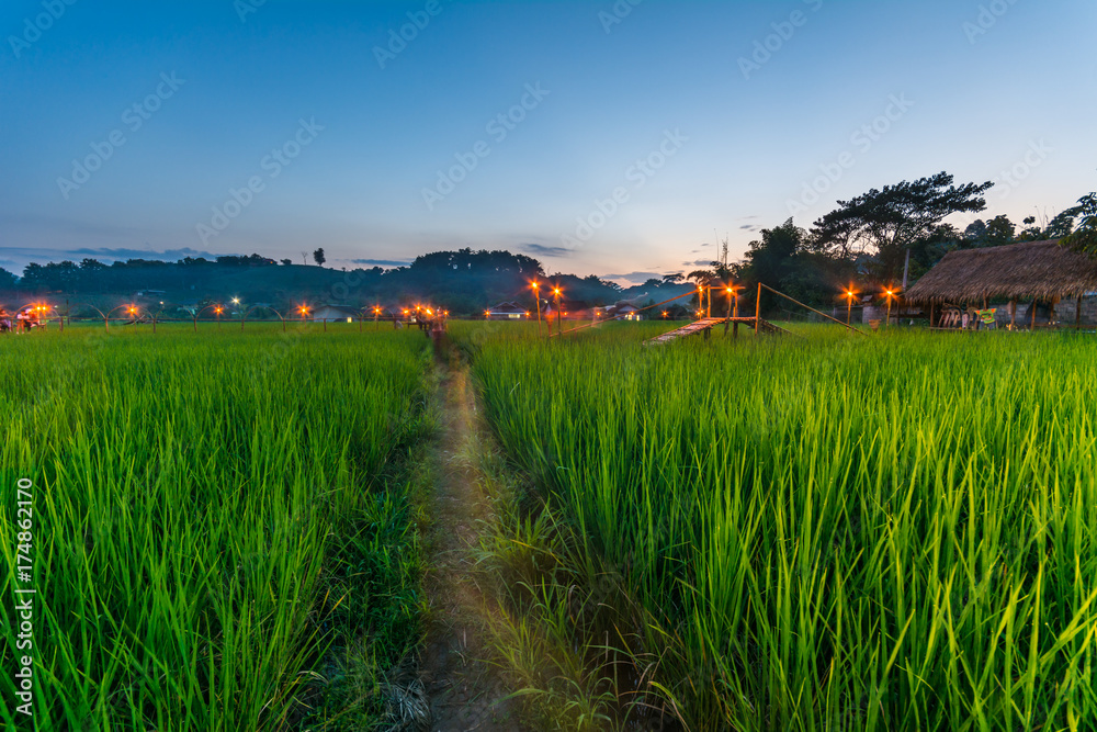 Bamboo bridge in rice fields