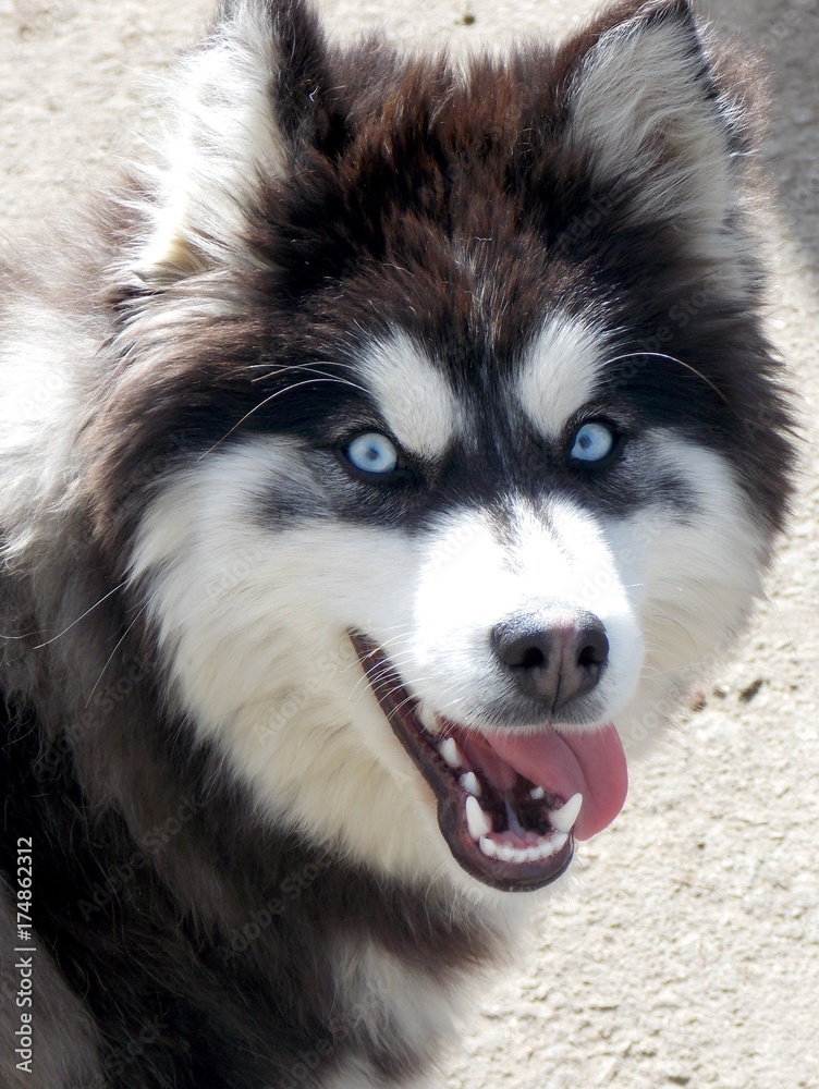 a dog of blue eyes