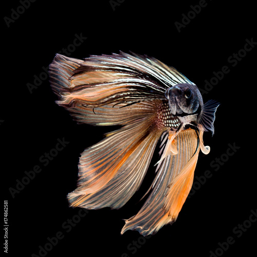 Betta fish, siamese fighting fish, betta splendens isolated on black background