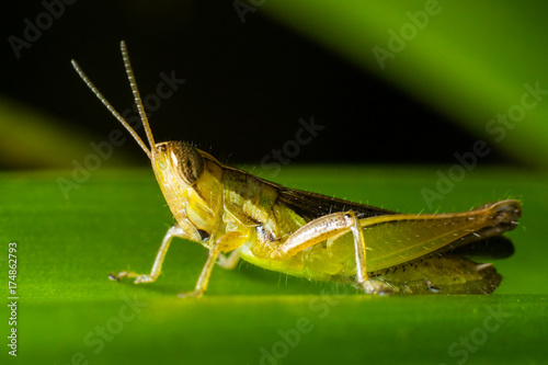 Grasshoper © Annop